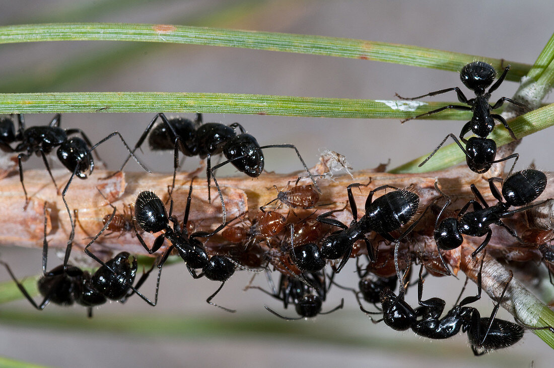 Carpenter Ants Tending Aphids