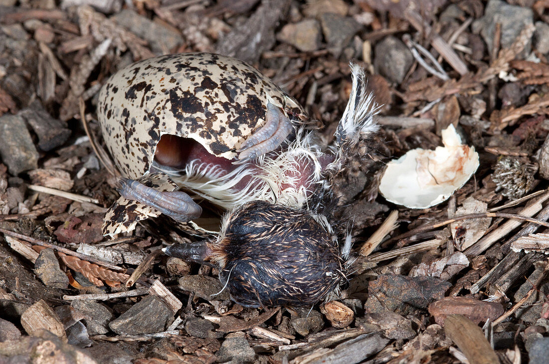 Hatching Killdeer Chick