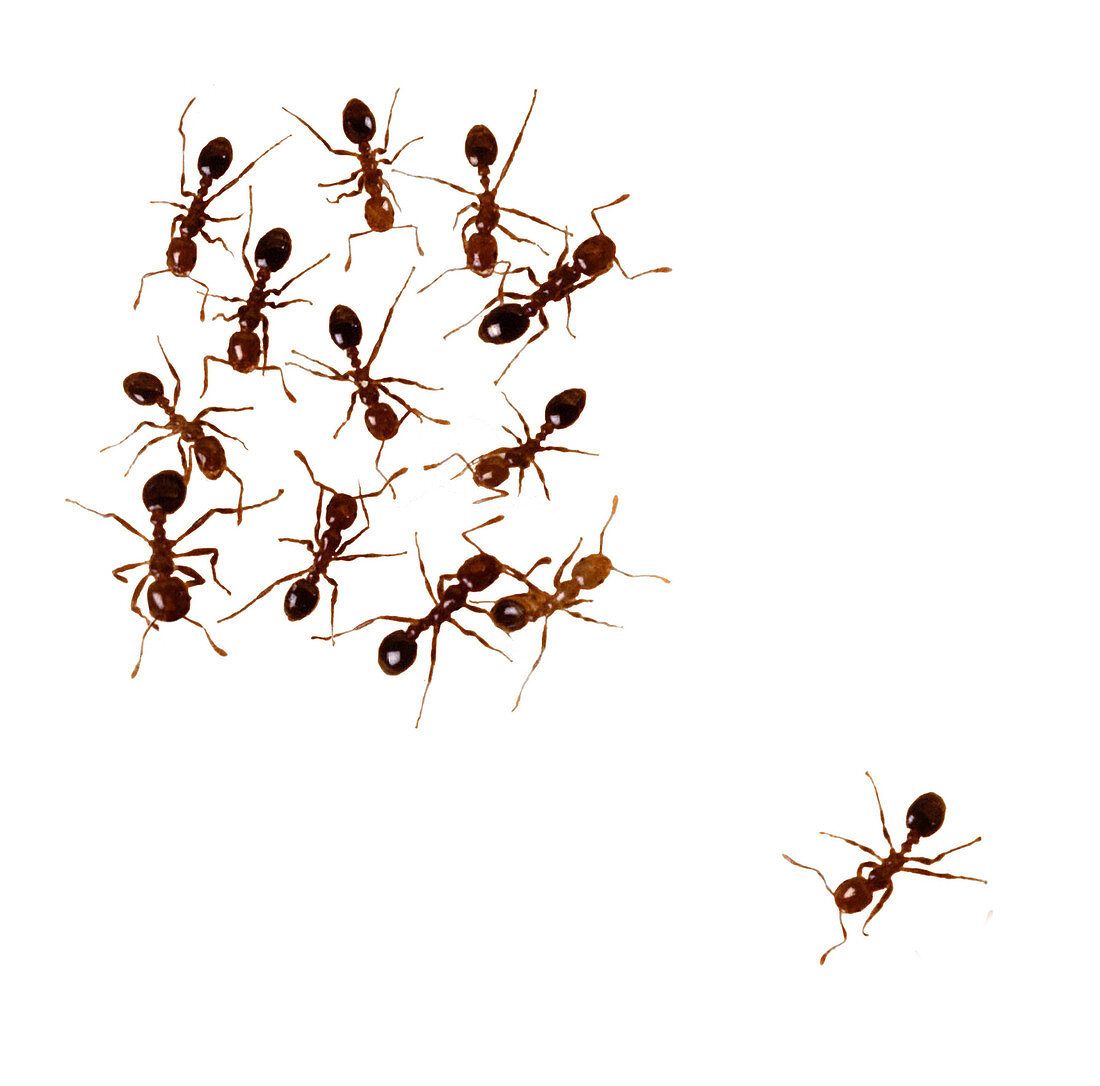 Ant Excluded from Group