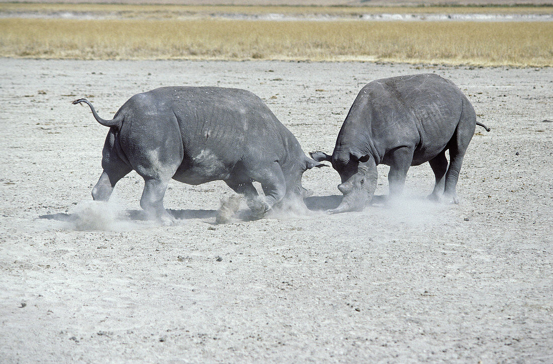 Male Black Rhinos Fighting