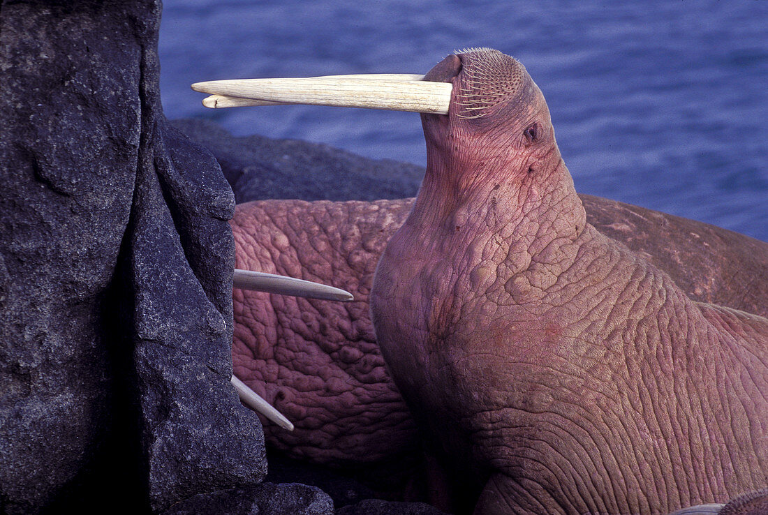 Walrus bull