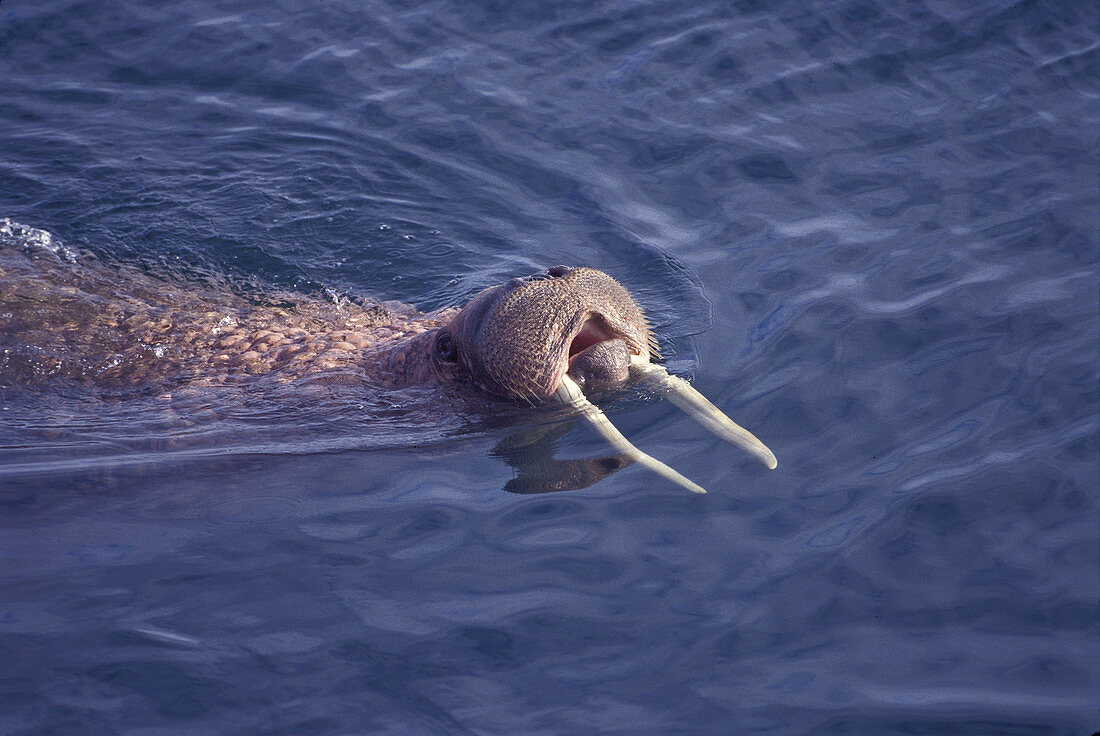 Walrus bull swimming