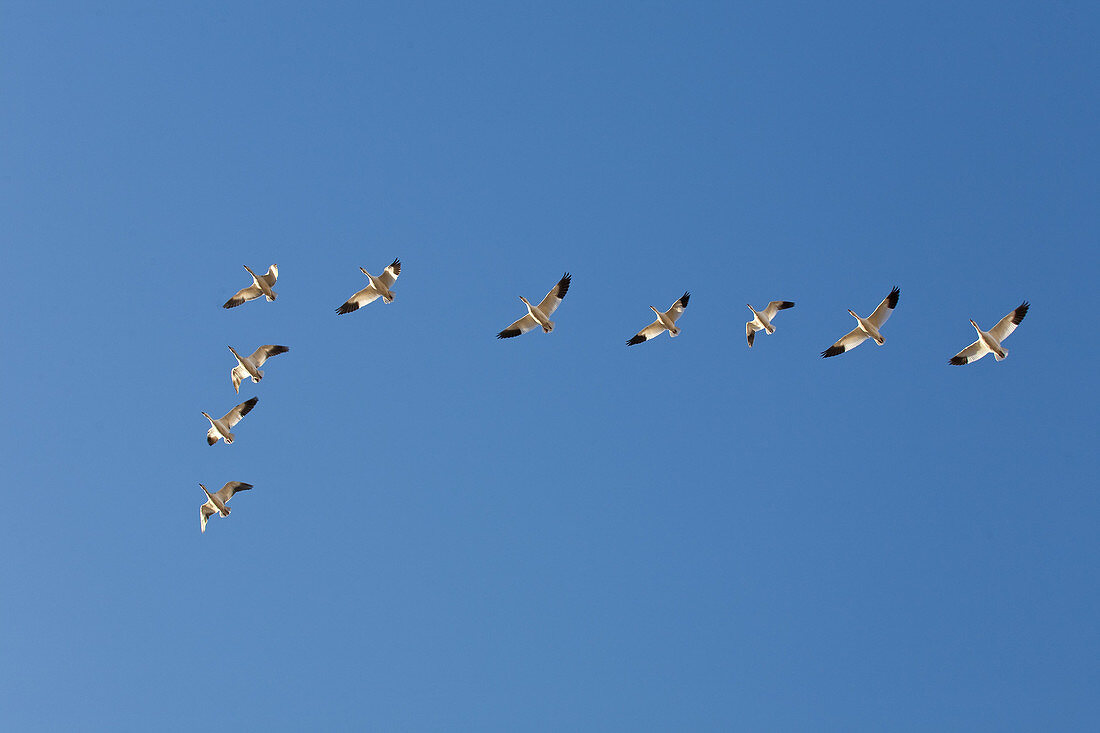 Snow Geese in Formation