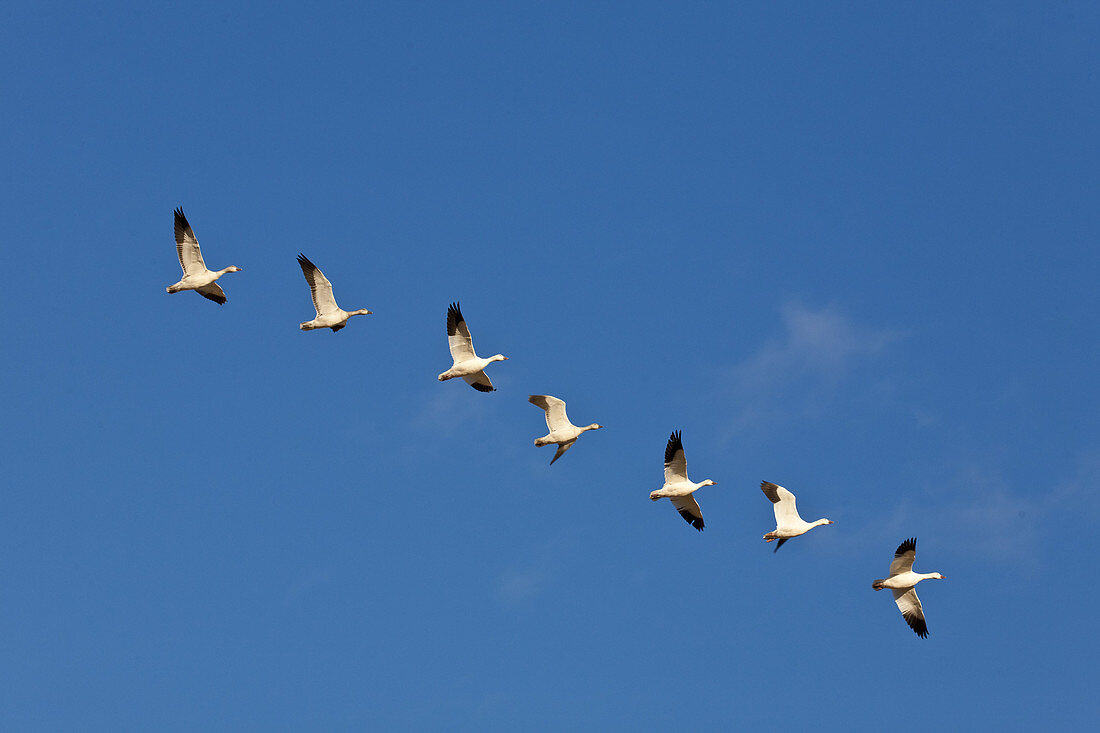 Seven Snow Geese in Flight