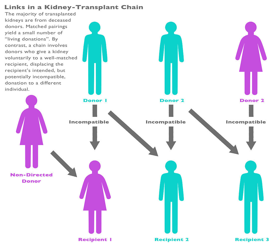 Kidney Chain Chart