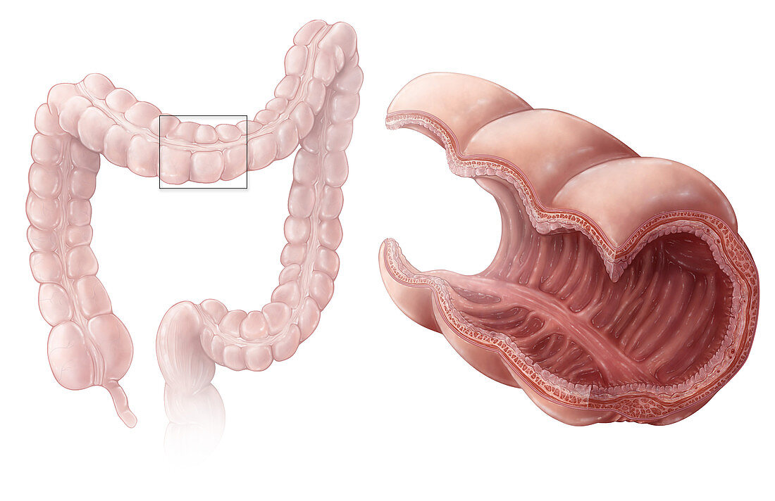 Large Intestine Mucosae