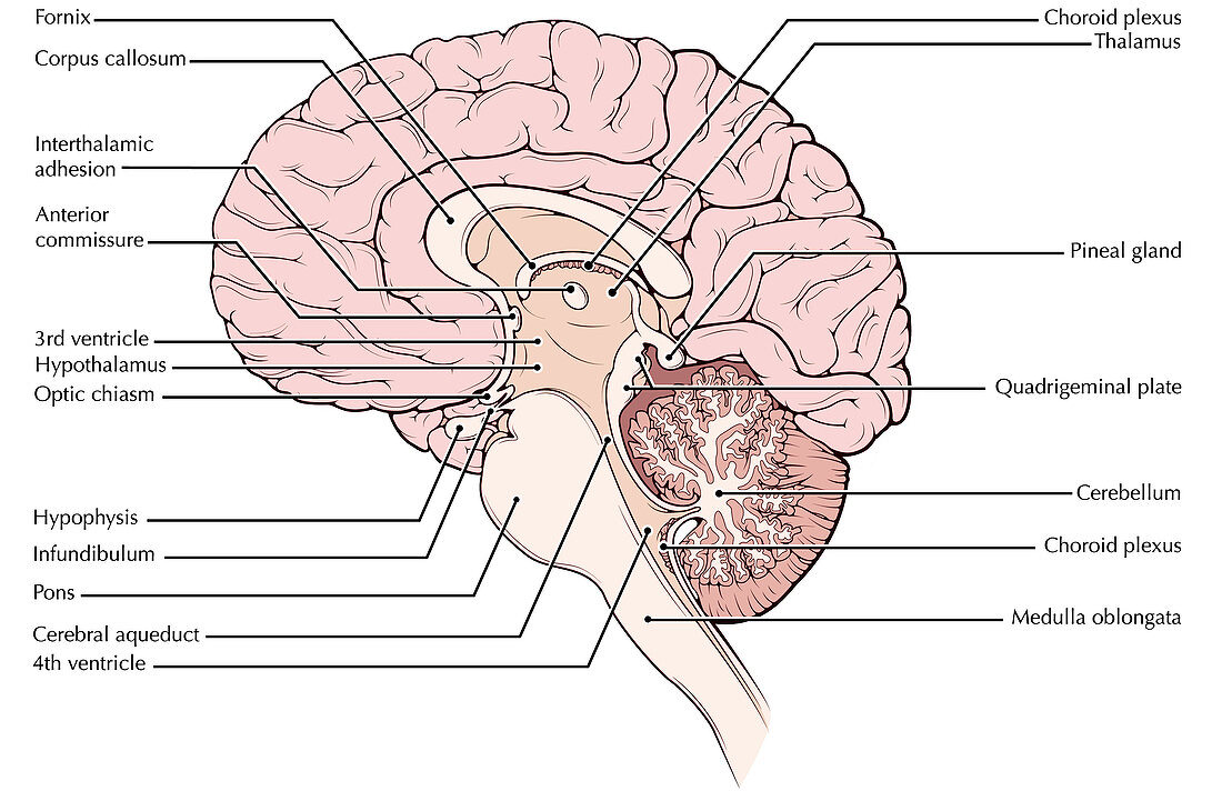 Brain,Midsagittal View