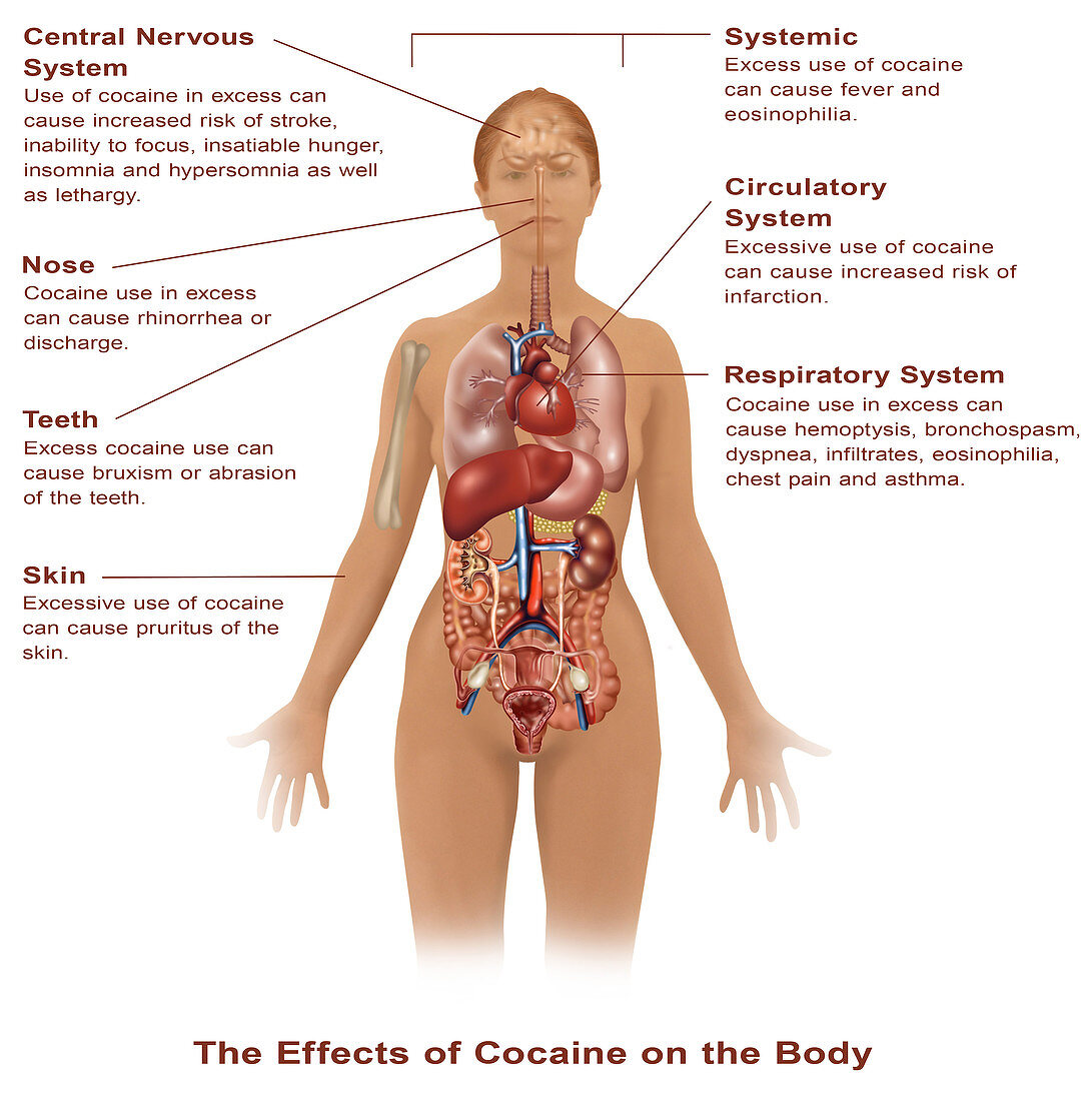 Effects of Cocaine Use