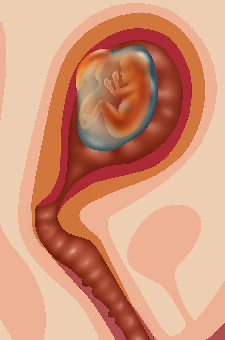 Fetal Growth - Month 3