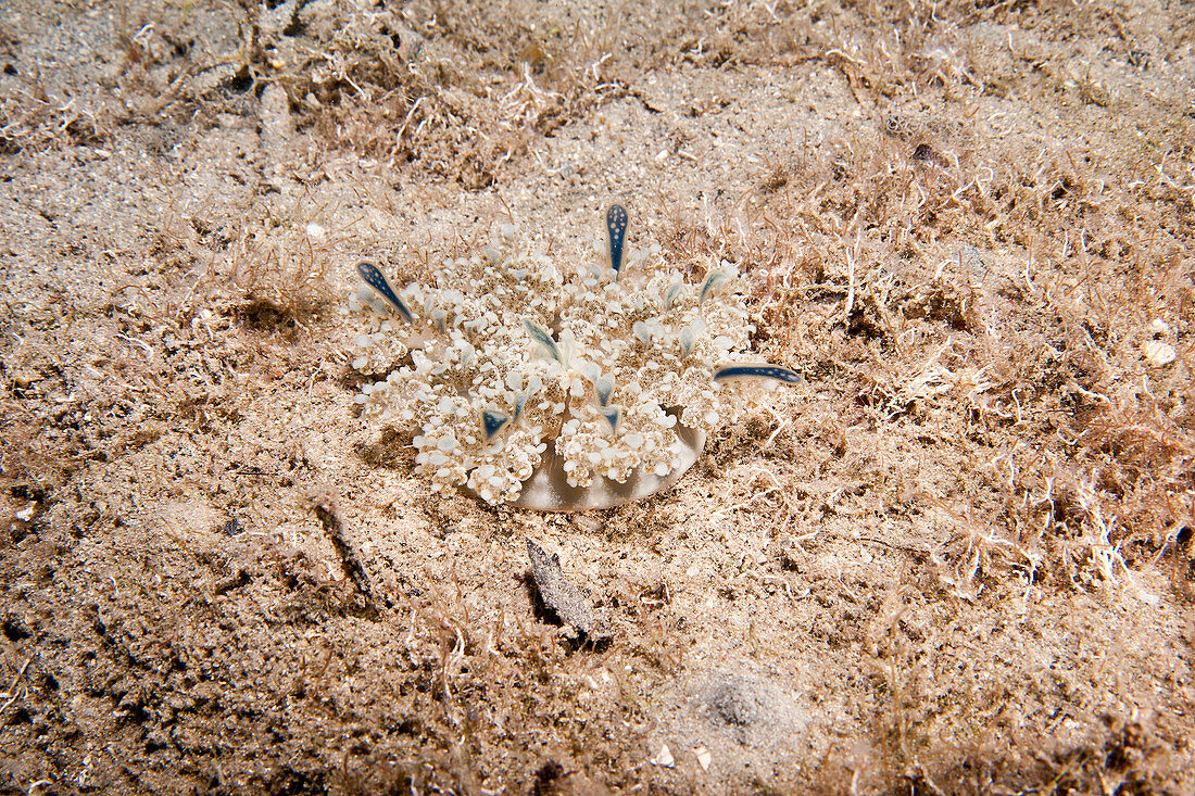 Upside-down Jellyfish