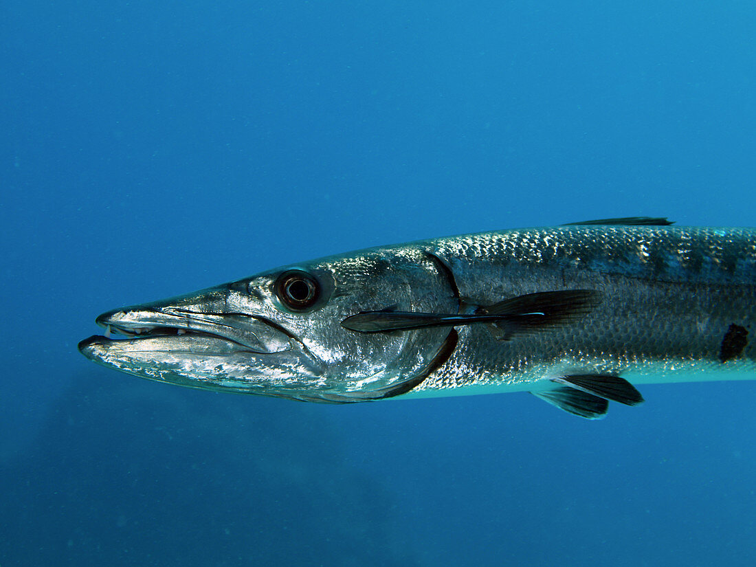 Great Barracuda with Remora