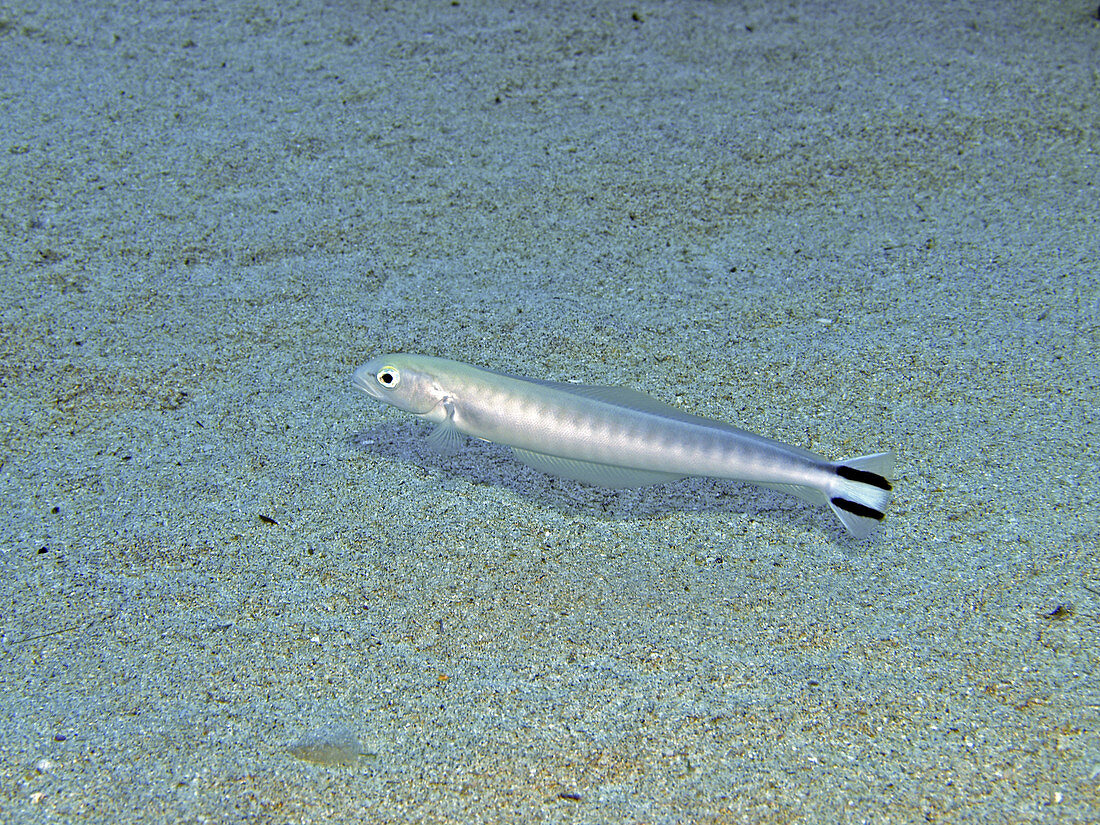Flagtail Tilefish
