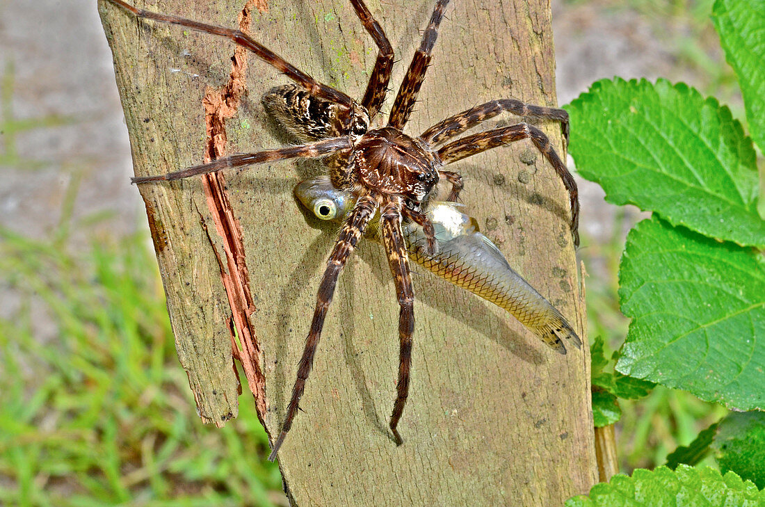 Dark Fishing Spider with fish