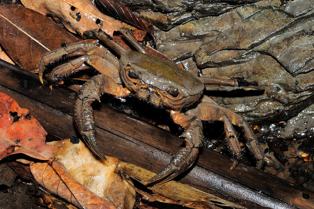 Cambodian Freshwater Crab