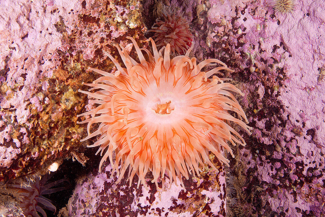 Northern Red Anemone