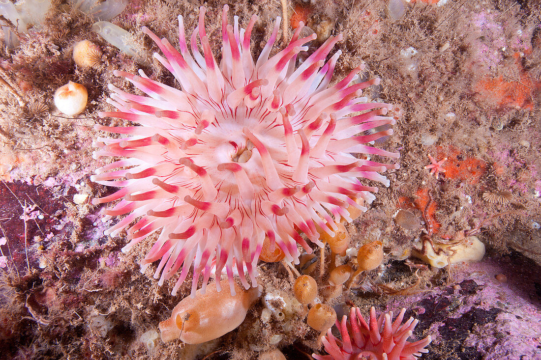 Northern Red Anemone,Gulf of Maine