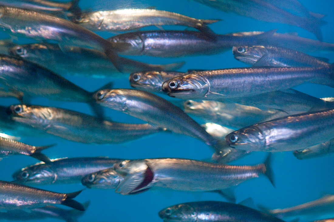 Northern Pacific Anchovies