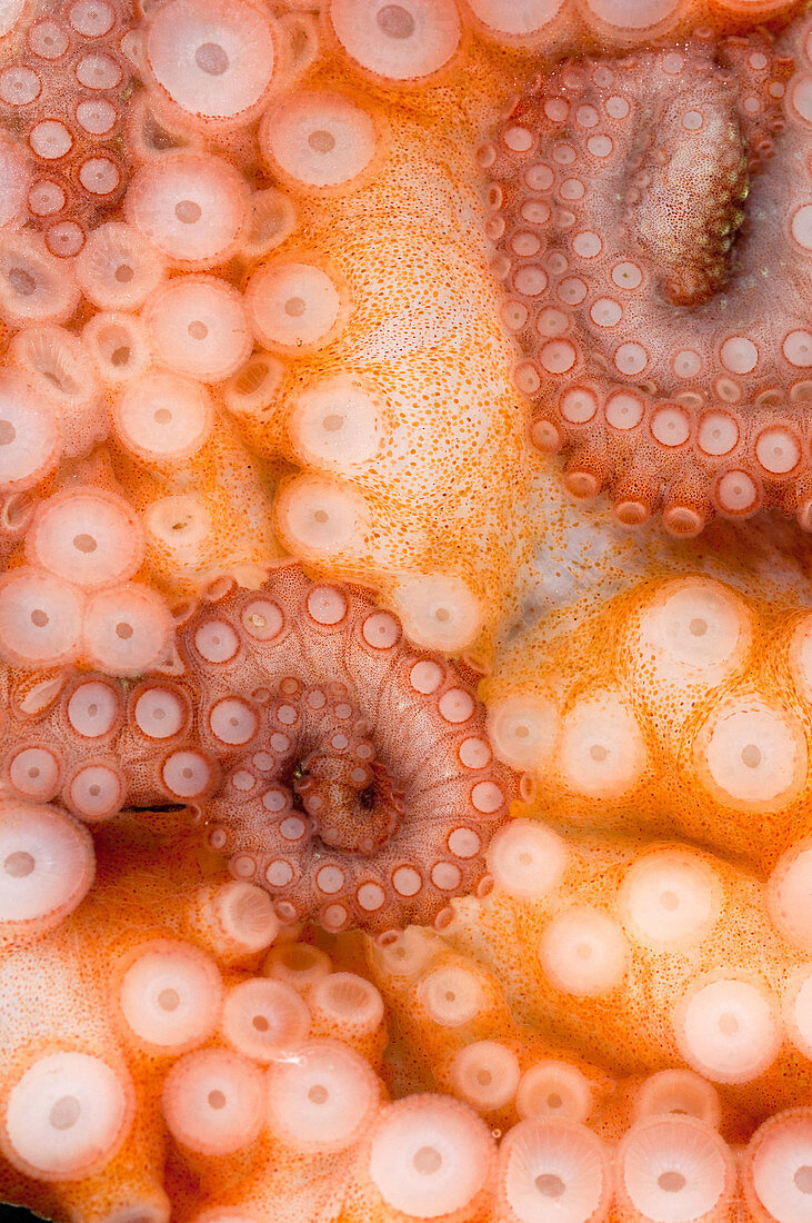 Octopus Suction Cups