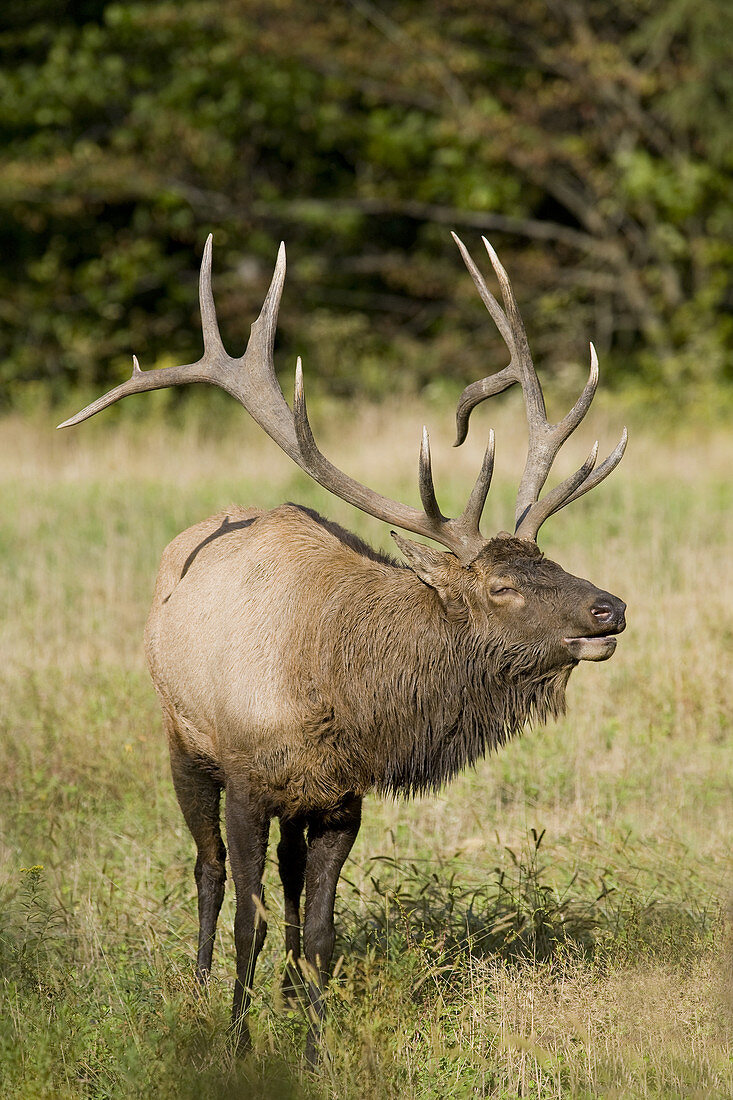 Eastern Bull Elk in Rut