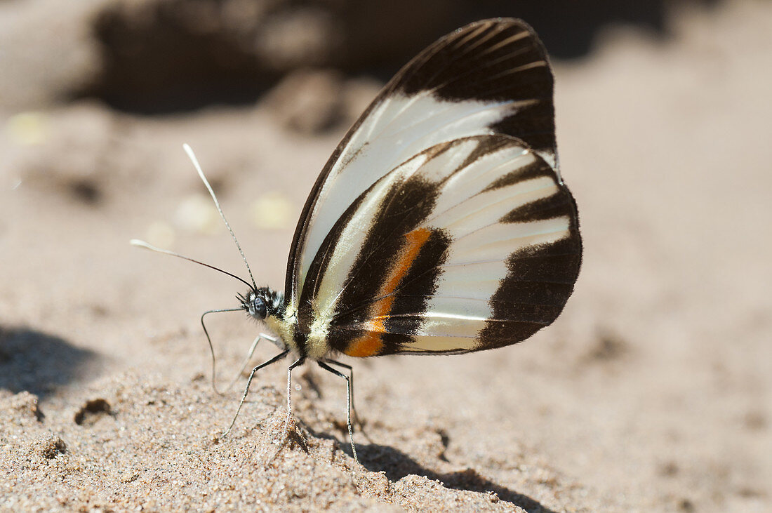 Pamela butterfly (male)