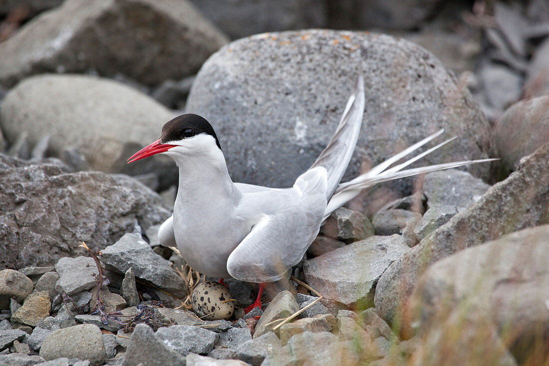 Artic Tern on nest