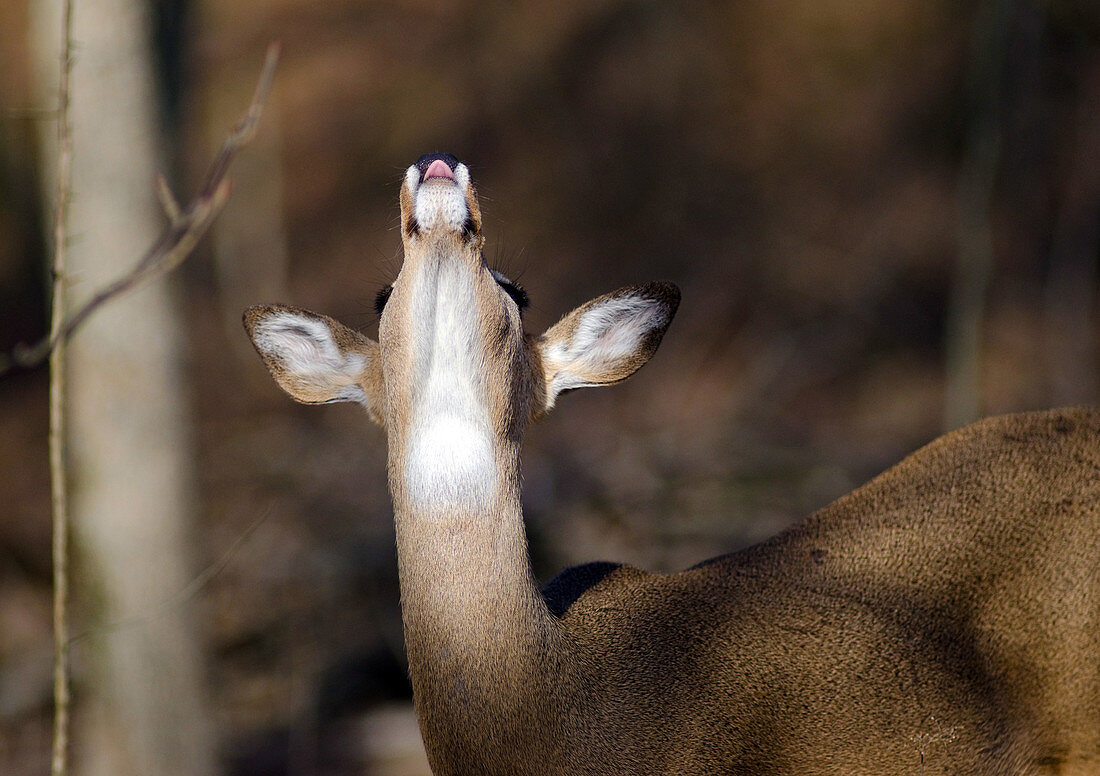Whitetail Deer Smelling