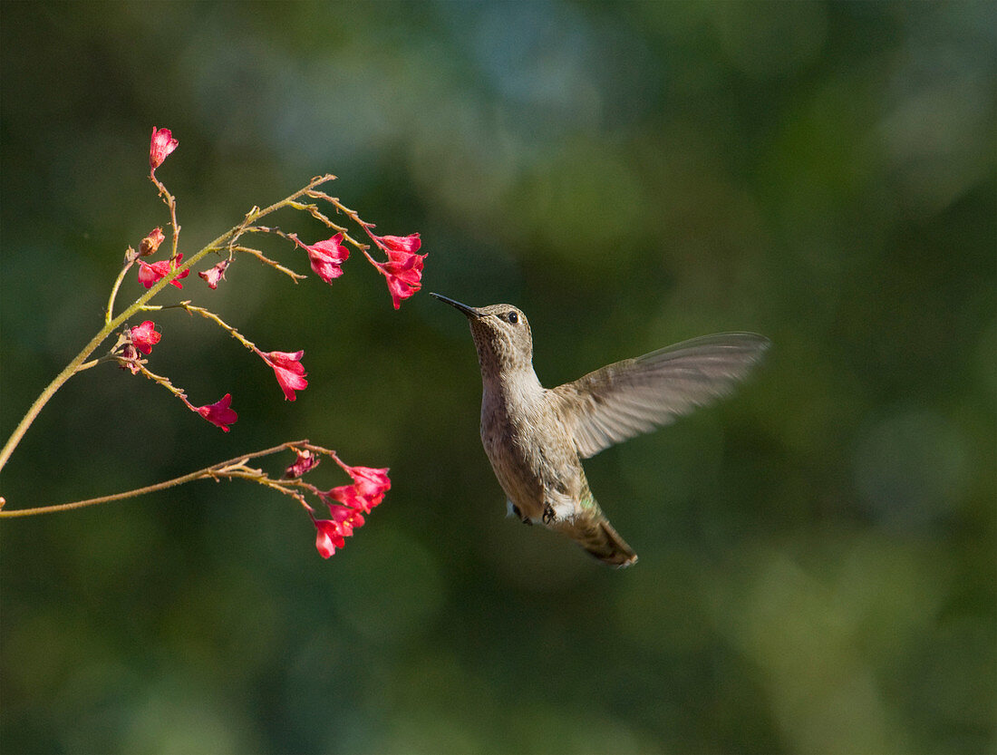 Anna's hummingbird at flowers