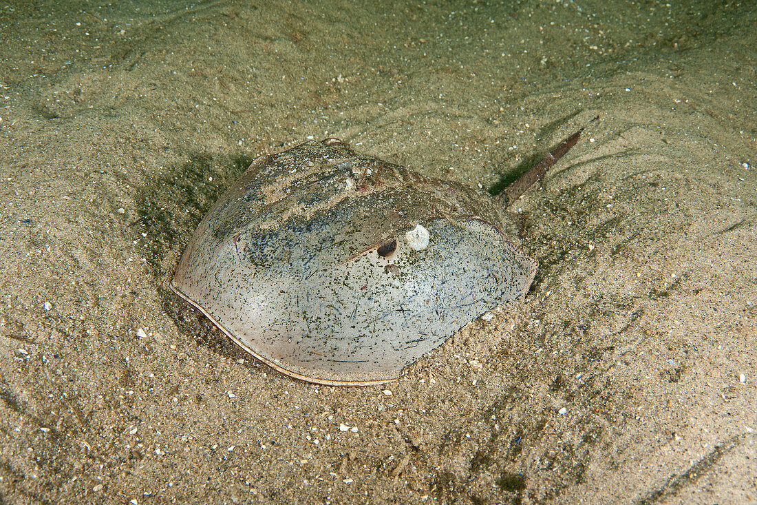 Horseshoe Crab