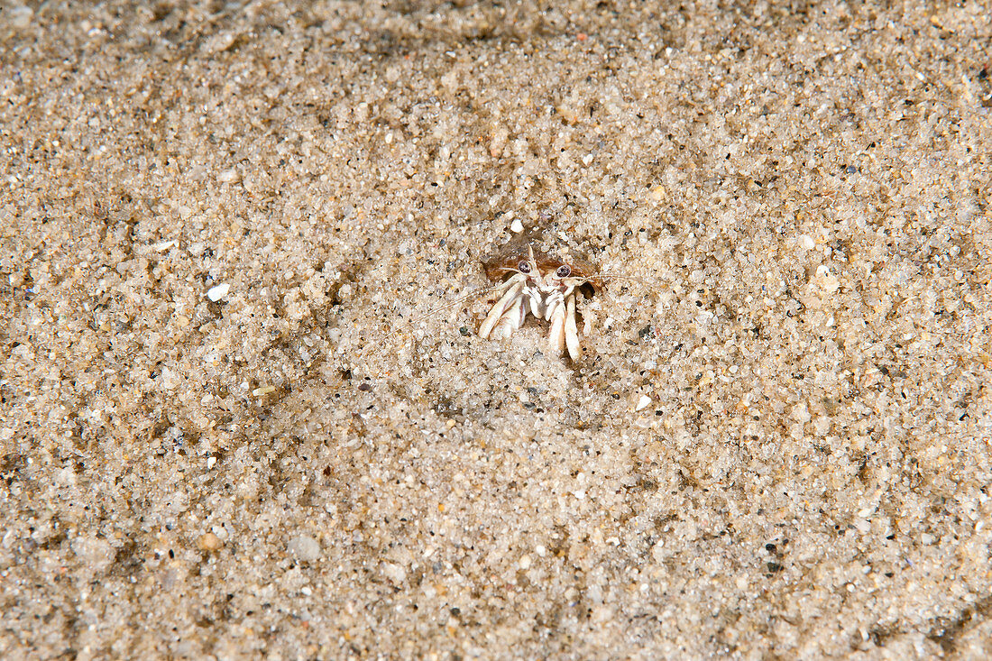 Longwrist Hermit Crab