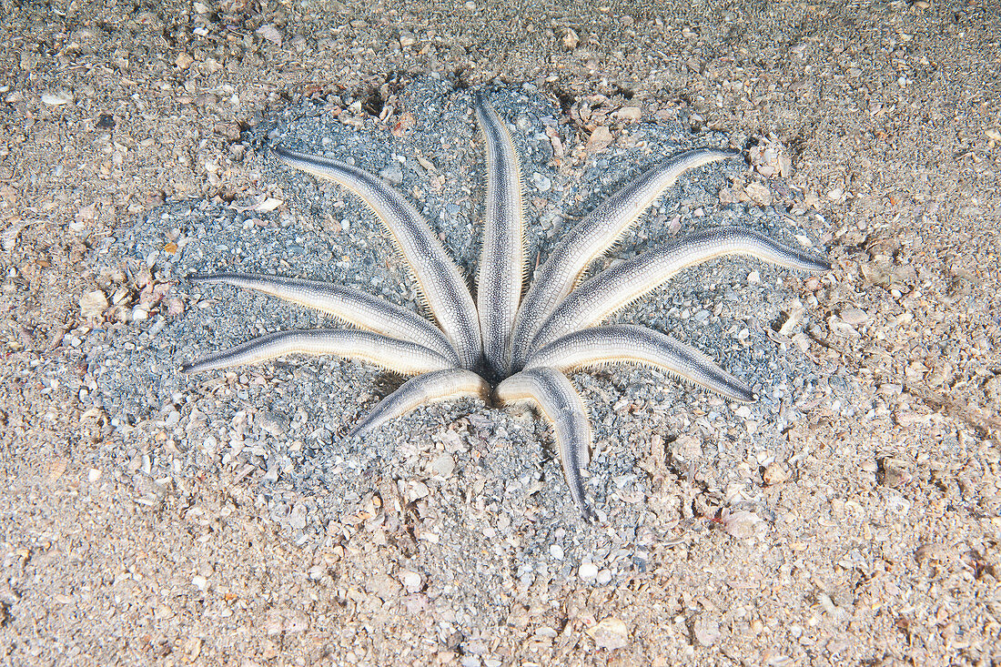 Nine-armed Sea Star