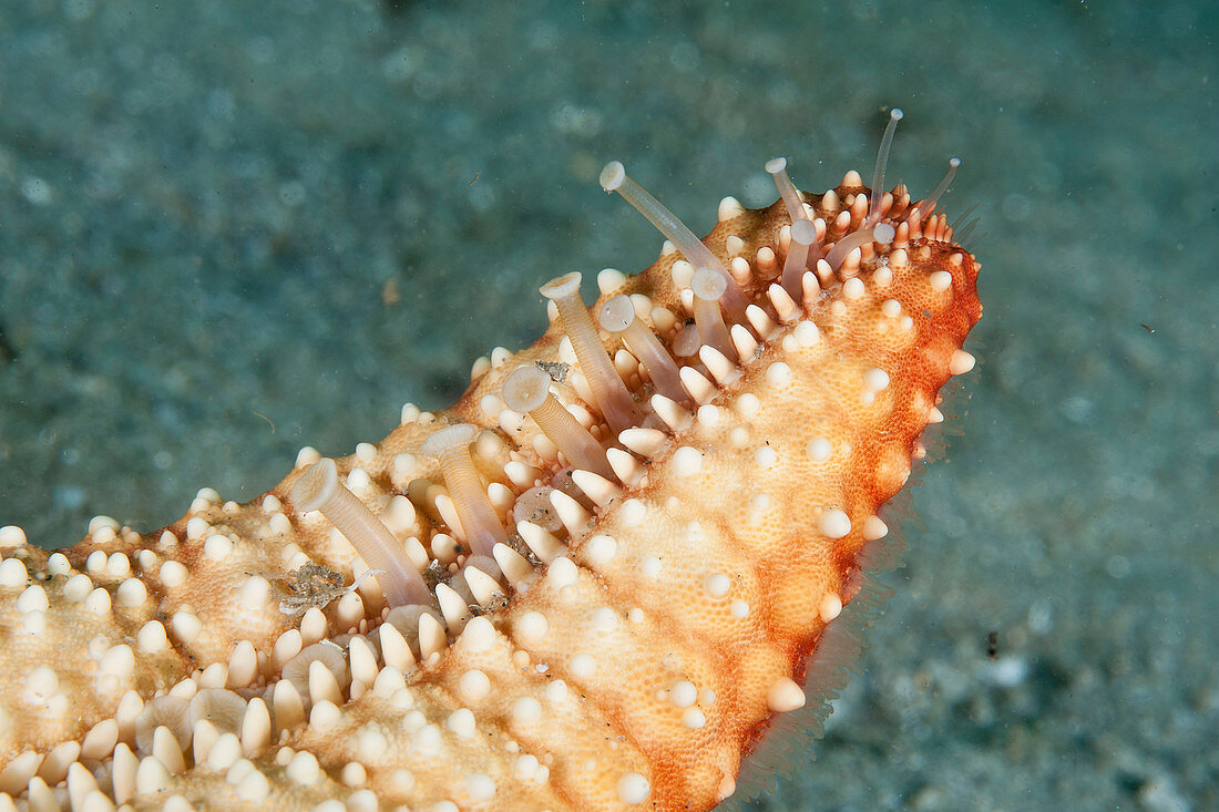 Tube feet of Cushion Sea Star