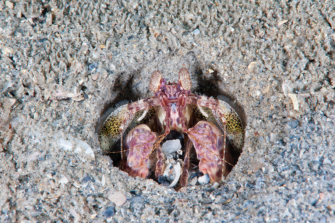Scaly-Tailed Mantis Shrimp