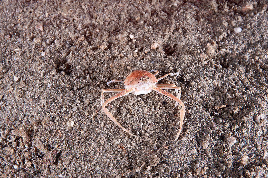 Granulose purse crab