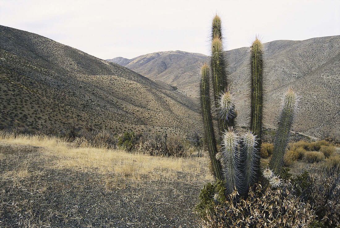 Quisco Cactus in Chile