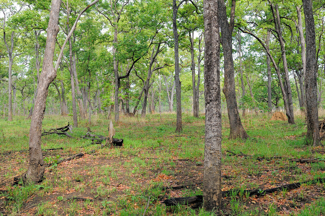 Dry Cambodian Deciduous forest