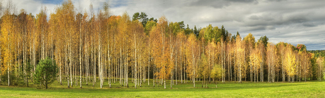 Autumn foliage panorama