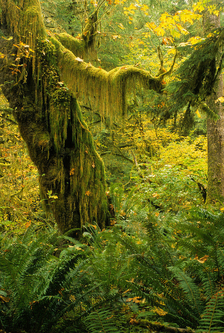Queets Rain Forest,Olympic NP