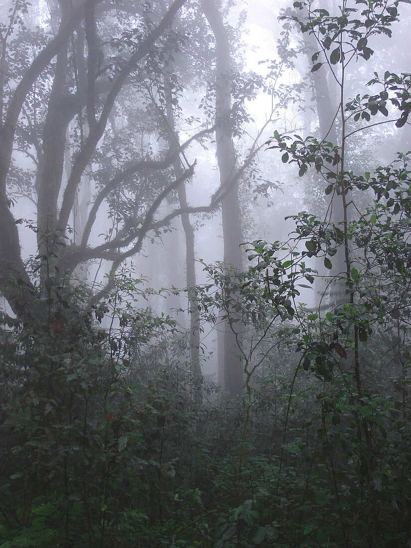 Rainforest on Mt. Kilimanjaro