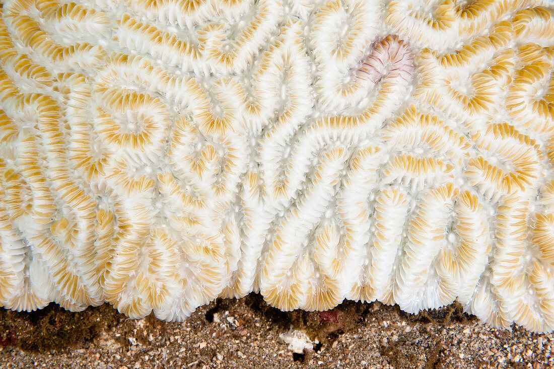 Bleached Maze Coral