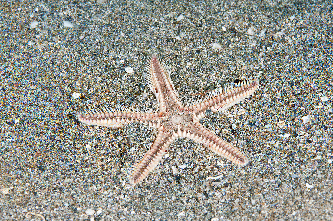 Two-spined Sea Star