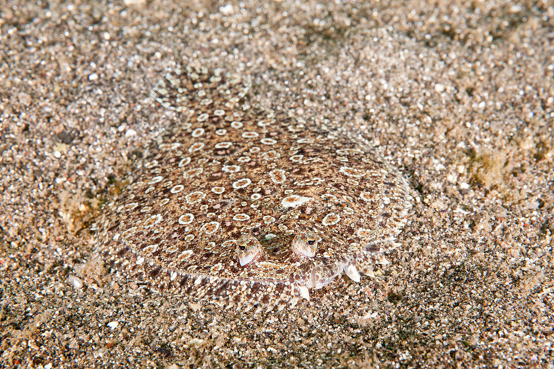 Eyed Flounder