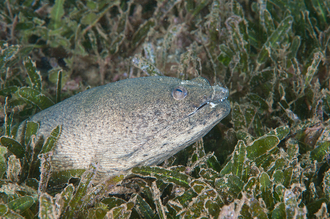 Snapper eel