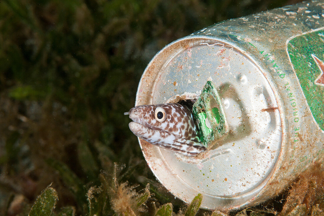 Spotted Moray Eel in a beer can