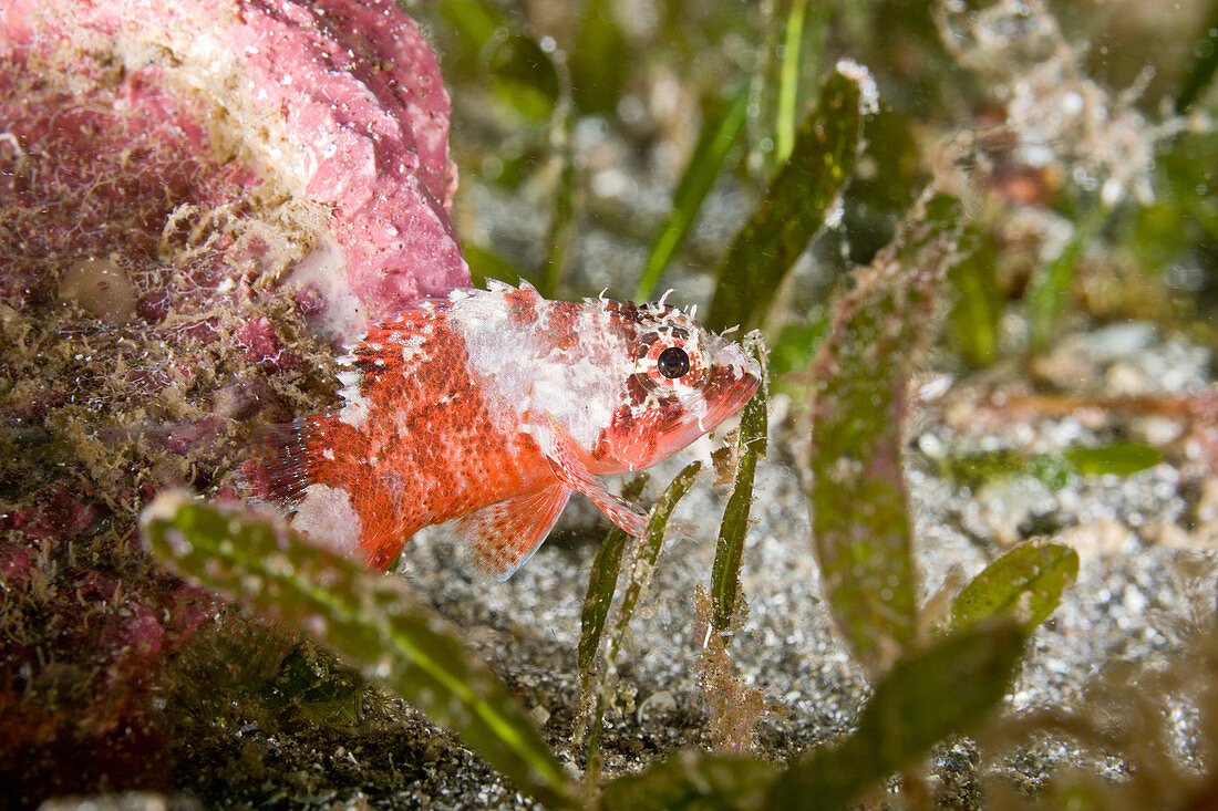 Reef Scorpionfish,juvenile