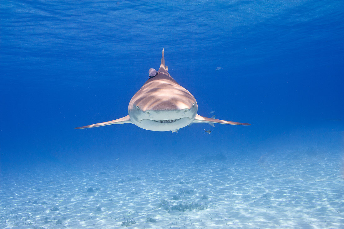 Lemon shark