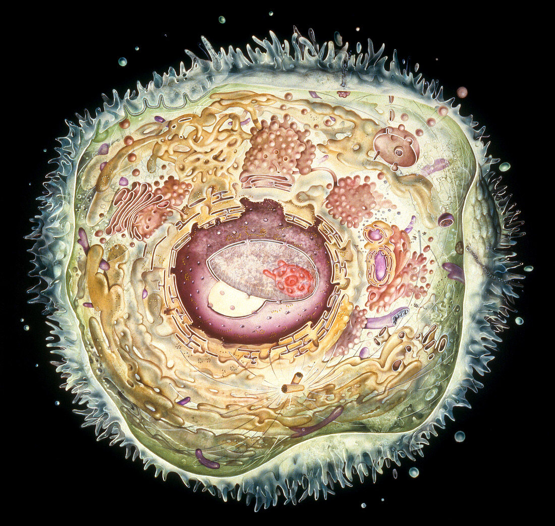 Animal Cell Diagram