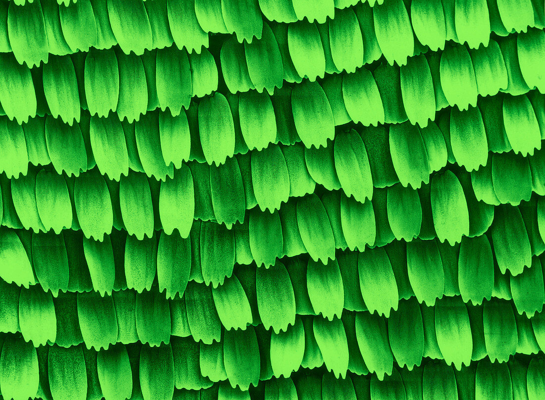 Butterfly Wing Scales,SEM