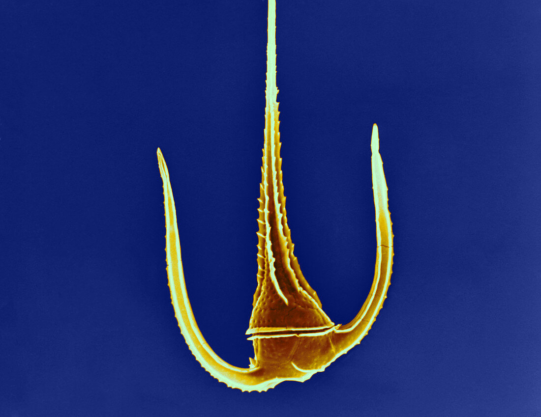 Ceratium Dinoflagellate