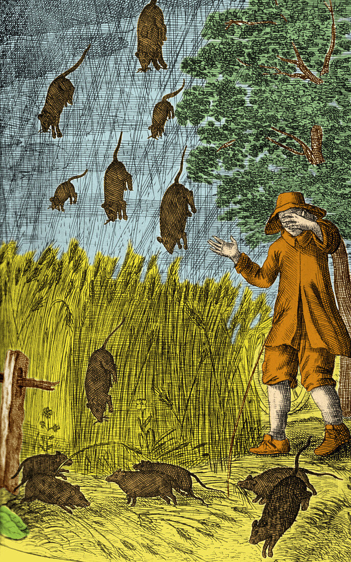 Raining Rats,1680