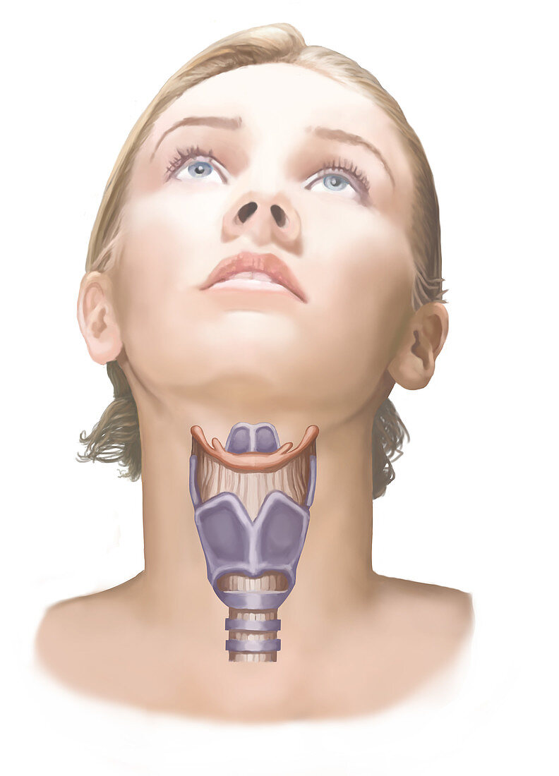 Larynx